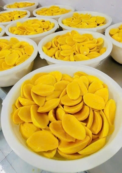 XOÀI CHÍN ĐÔNG LẠNH